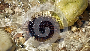 Closeup of black urchin sitting on rock on the sea beach. Dangerous marine animal