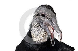 Closeup of a Black Vulture looking at the camer isolated on white