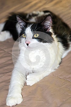 Closeup of a Black and White Bi-color Polydactyl Cat