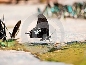 Closeup Black and white Butterfly (helen butterfly)