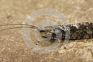 Closeup on a black and white Caddisfly, Agrypnia varia sitting on a stone in the field