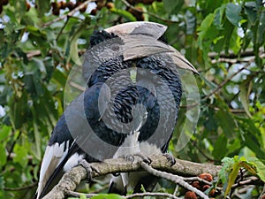 Closeup of black-and-white-casqued hornbills perching on wood