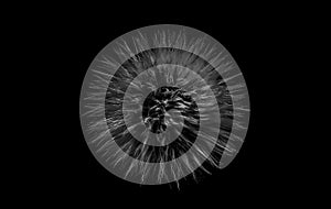 Closeup of a black and white dandelion seed head isolated on black background