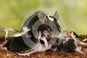 Closeup black and white decorative mouse breastfeed the offspring on green leaves background