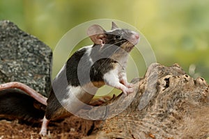 Closeup black and white decorative mouse stands on the back of the paws and looking up near old wood and stone