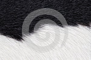 Closeup of black and white fur cow leather texture background. Macro of cow skin