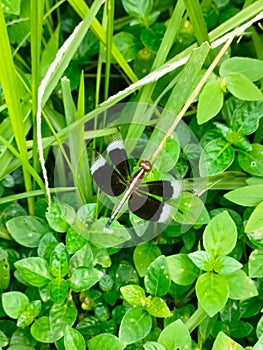 Closeup of black and white Neurothemis tullia dragonfly perching on plant