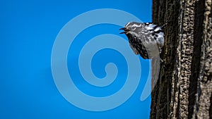 Closeup of a Black and White Warbler on a tree during spring migration at Magee Marsh Wildlife  area
