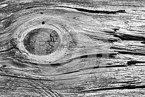 Closeup of black and white wood texture