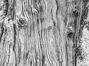 Closeup of black and white wooden texture