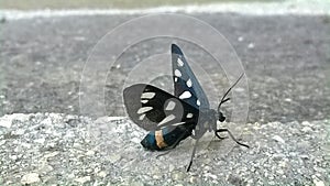 Closeup of a black, white and yellow butterfly