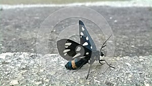 Closeup of a black, white and yellow butterfly photo