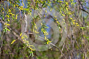 Closeup of black willow branches with yellow flowers against the garden