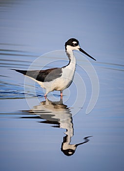 Closeup of black winged stilt with blue water