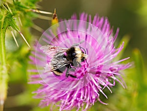 Closeup Black And Yellow Bee On Purple Flower