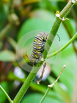 Closeup of a black and yellow butterfly caterpillar
