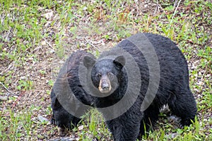 A closeup of blackbears by the roadside. photo