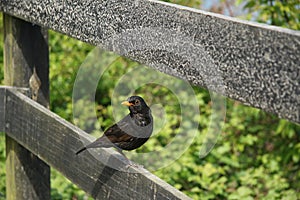 Closeup of Blackbird