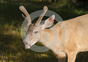 Closeup of a Blacktail buck