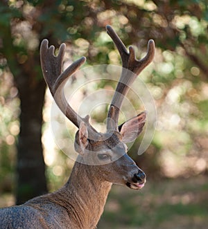 Closeup of a Blacktailed buck