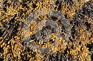 Closeup of Bladder wrack