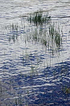 Closeup of blades of grass and their reflections