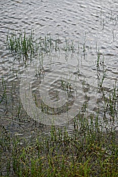 Closeup of blades of grass and their reflections