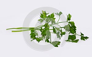 Closeup of blades of green parsley isolated on white background
