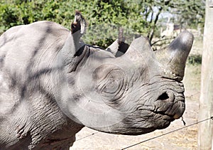 Closeup of a blind eye of Rhino kept at orphanage at Ol Pejeta photo