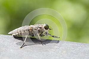 Closeup of a blood sucking fly