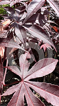 Closeup of Bloodgood Japanese Maple leaves