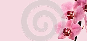 Closeup of bloom pink orchid flower border design