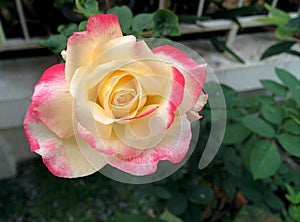 A closeup of bloom yellow-pink rose in the garden