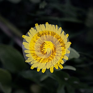 Closeup of a bloomed Common Dandelion, Taraxacum officinale with delicate yellow petals