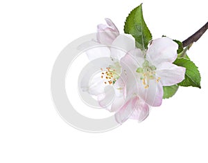 Closeup of blooming apple twig.