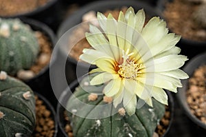 Closeup blooming Astrophytum Yellow flowers, is grown in a small pot .Astrophytum asterias is a species of cactus plant