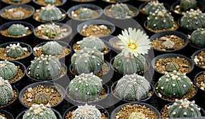 Closeup blooming Astrophytum Yellow flowers, is grown in a small pot .Astrophytum asterias is a species of cactus plant