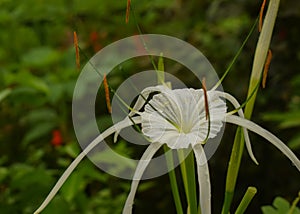 Closeup of a blooming beach spider lily flower
