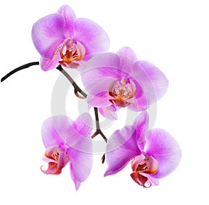 Closeup of blooming beautiful branch lilac orchid is isolated o