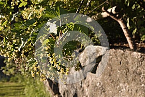 Closeup of a blooming blackcurrant busch Ribes nigrum.