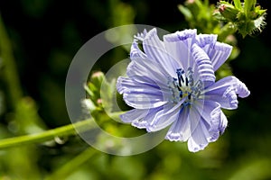 Closeup of blooming blue common chicory or cichorium intybus with natural green background. Shallow depth of field.