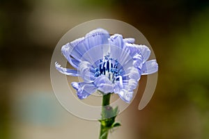 Closeup of blooming blue common chicory or cichorium intybus with natural green and brown background. Shallow depth of field.