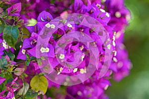 Closeup of blooming Bougainvillea bush, nature background, summer flowers photo