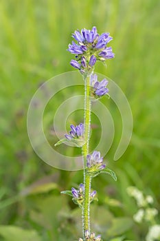 Blooming bristly bellflower, Campanula cervicaria photo
