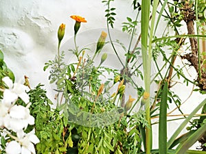 Closeup of blooming buds and flowers of African marigold in the garden