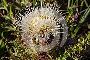 A Closeup of a Blooming Bull Thistle. Texas.