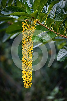 Closeup of blooming Cassia ferruginea