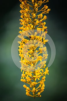 Closeup of blooming Cassia ferruginea