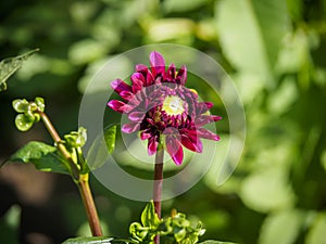 Closeup of a blooming colorful dark red purple Pompon Dahlia flower bud