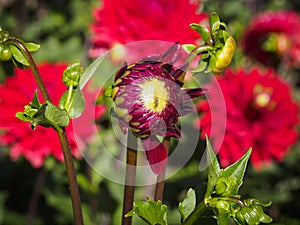 Closeup of a blooming colorful dark red purple Pompon Dahlia flower bud